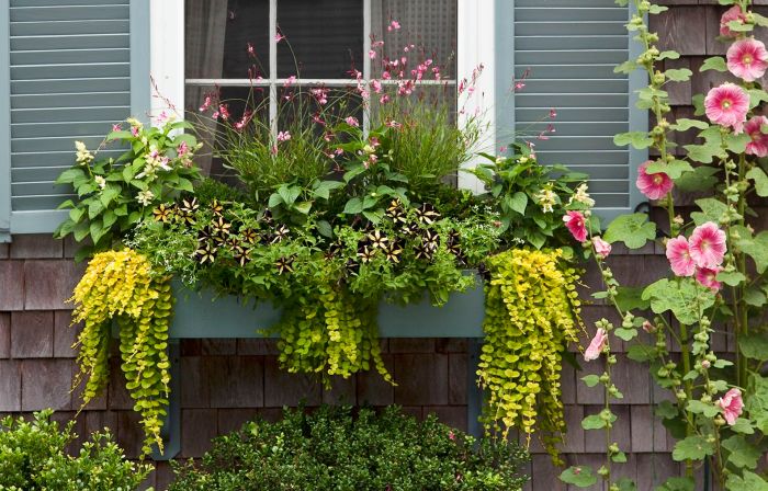 How to decorate a window box without flowers