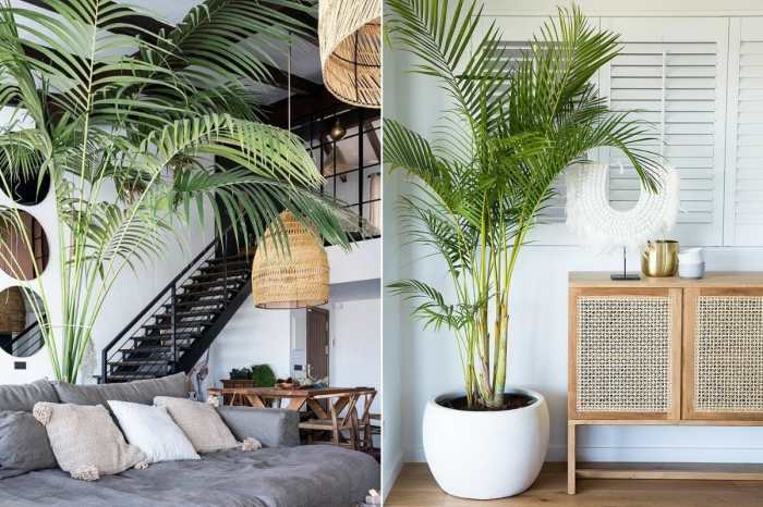 How to decorate your room with plants